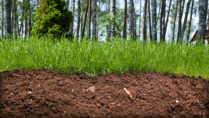 Slice of the soil with trees and grass