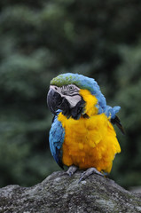 ルリコンゴウインコ