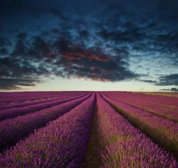 Peel and stick wall murals purple Vibrant Summer sunset over lavender field landscape