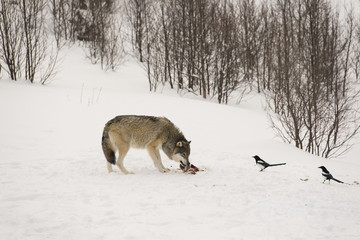 Wolf eating