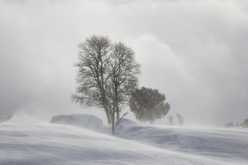 Snow blizzard - obrazy, fototapety, plakaty