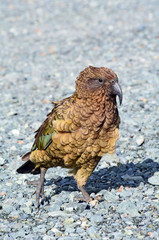 Kea - Wildlife New Zealand NZ NZL