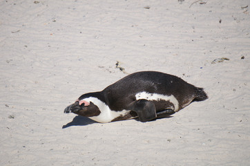 Fototapeta premium Brillenpinguin