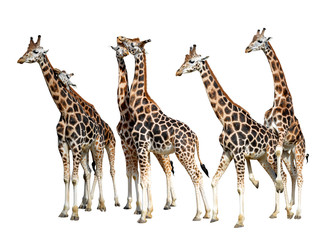 loving giraffes isolated on white background