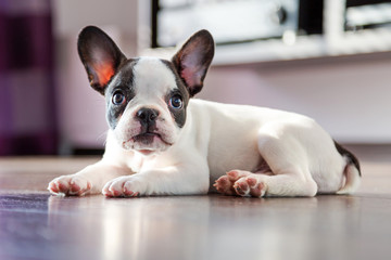 French bulldog puppy at home © Patryk Kosmider