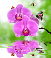 Beautiful purple orchid with butterfly and ladybugs