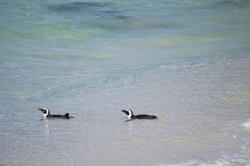 Fototapeta premium Schwimmende Pinguine