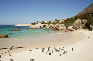 Fototapeta na wymiar Pinguine Südafrika