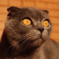 beautiful cat with yellow eyes