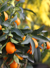 oranges hanging from the tree in the orchard in Sicily