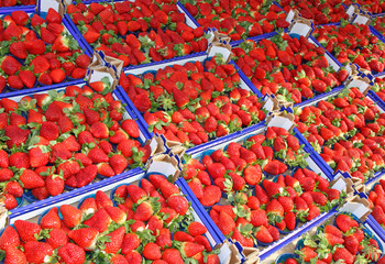 lots of boxes and trays of ripe red Strawberry for sale