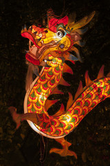Dragon Lantern for Chinese New Year Celebration