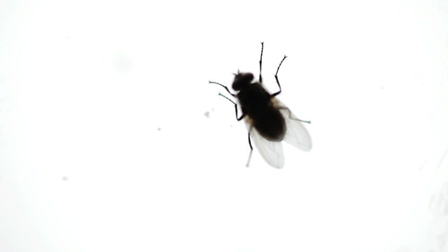 Nasty Housefly on a Window Pane