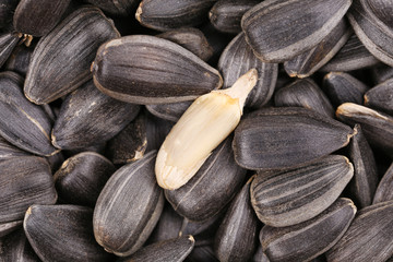 White sinflower seed on black background.