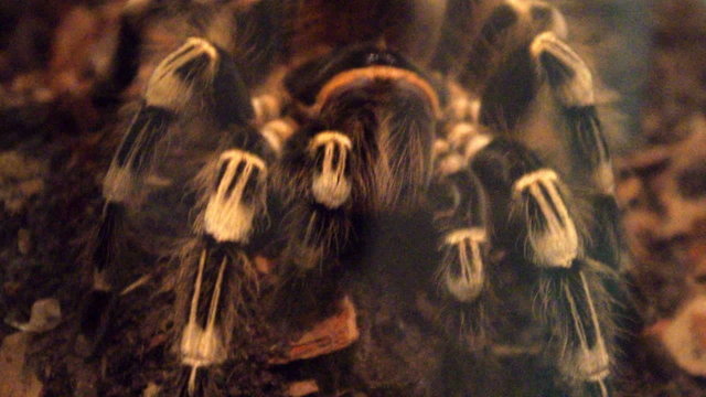 White Stripe Tarantula. Acanthoscurria geniculata.