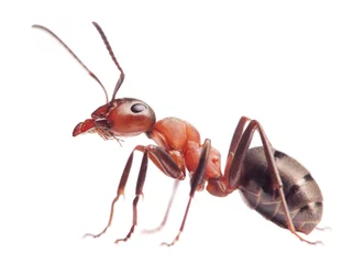 Foto op Plexiglas ant formica rufa on white © Antrey