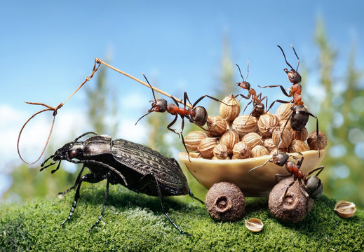 ants harnessing the bug, ant tales