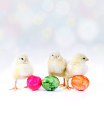 Ostereier und Küken