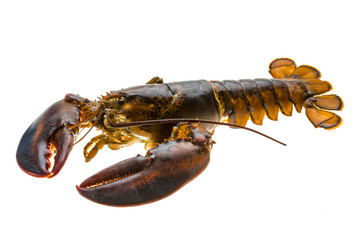 Raw lobster