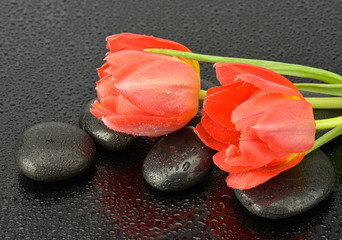 Czerwone tulipany na kamieniach do spa