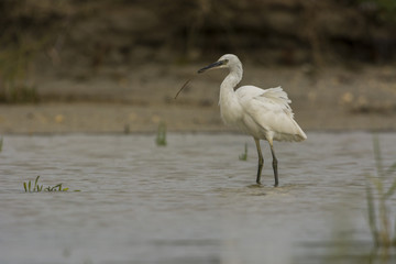 Aigrette garzette (Egretta garzetta - Little Egret)