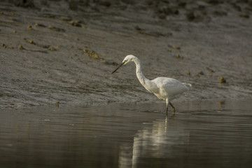 Aigrette garzette (Egretta garzetta - Little Egret)