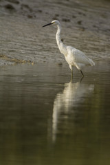 Aigrette garzette (Egretta garzetta - Little Egret)