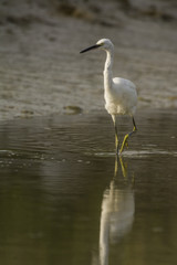 Aigrette garzette (Egretta garzetta - Little Egret)