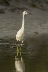 Aigrette garzette (Egretta garzetta - Little Egret)