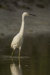 Aigrette garzette (Egretta garzetta - Little Egret)