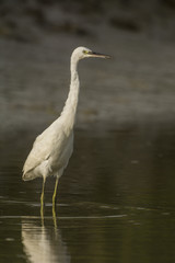 Aigrette garzette (Egretta garzetta - Little Egret)