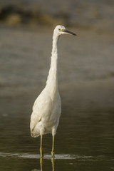 Aigrette garzette (Egretta garzetta - Little Egret)