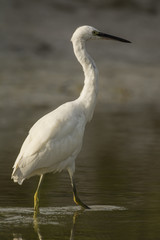 Aigrette garzette (Egretta garzetta - Little Egret)