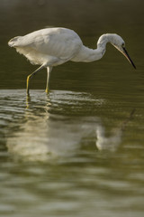 Aigrette garzette (Egretta garzetta - Little Egret)