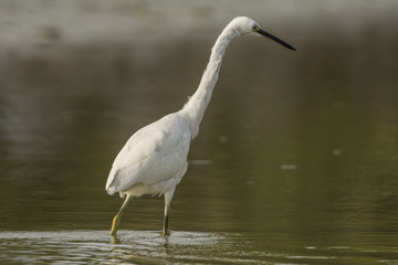 Aigrette garzette (Egretta garzetta - Little Egret)