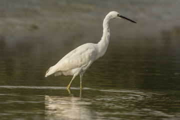 Aigrette garzette (Egretta garzetta - Little Egret)