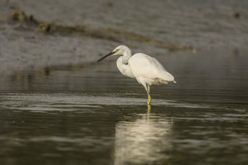 Aigrette garzette (Egretta garzetta - Little Egret)