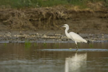 Aigrette garzette (Egretta garzetta - Little Egret)