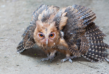Philippine Eagle-Owl owlet assuming a defensive posture