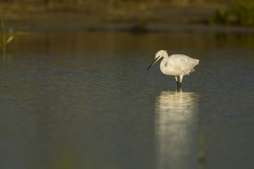 Aigrette garzette (Egretta garzetta - Little Egret)