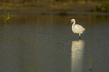 Aigrette garzette (Egretta garzetta - Little Egret)