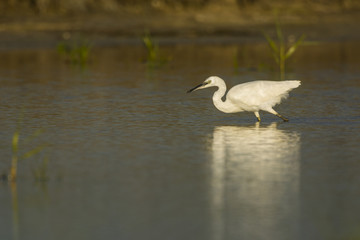 Aigrette garzette (Egretta garzetta - Little Egret)