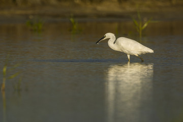 Aigrette garzette (Egretta garzetta - Little Egret)