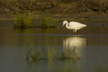 Aigrette garzette (Egretta garzetta - Little Egret)