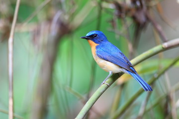 Hill Blue Flycatcher (Cyornis banyumas) male in Thailand