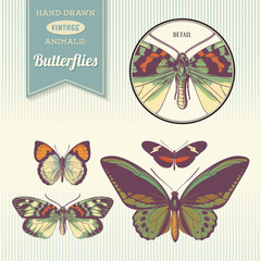 hand-drawn vintage butterfly illustrations