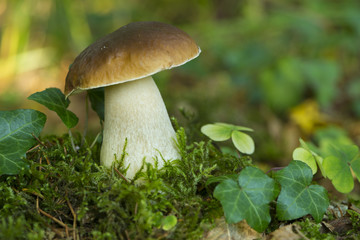 Boletus edulis ou Cèpe de Bordeaux
