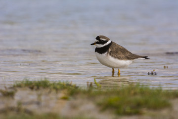 Grand Gravelot (Charadrius hiaticula - Common Ringed Plover)