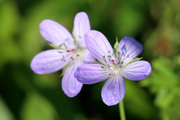 Fototapeta premium Geranium sibiricum