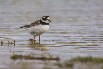Grand Gravelot (Charadrius hiaticula - Common Ringed Plover)